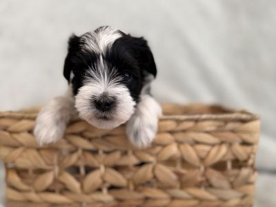 AKC Miniature Schnauzers