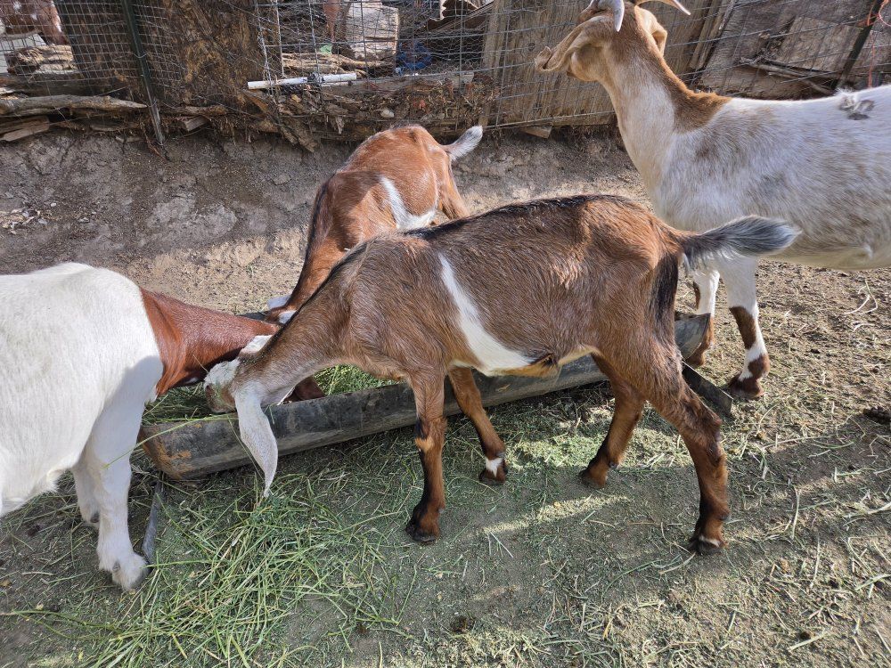 Nubian wethers. Super Friendly. weed eaters. Companion goat. meat goat