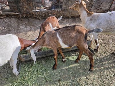 Nubian wethers. Super Friendly. weed eaters. Companion goat. meat goat