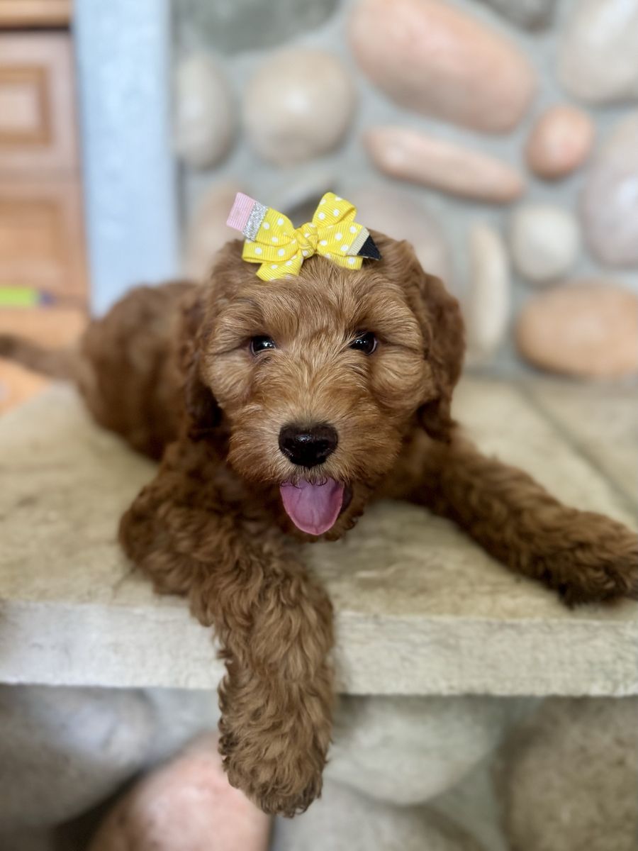 Mini Goldendoodle
