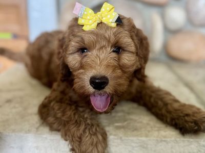 Mini Goldendoodle