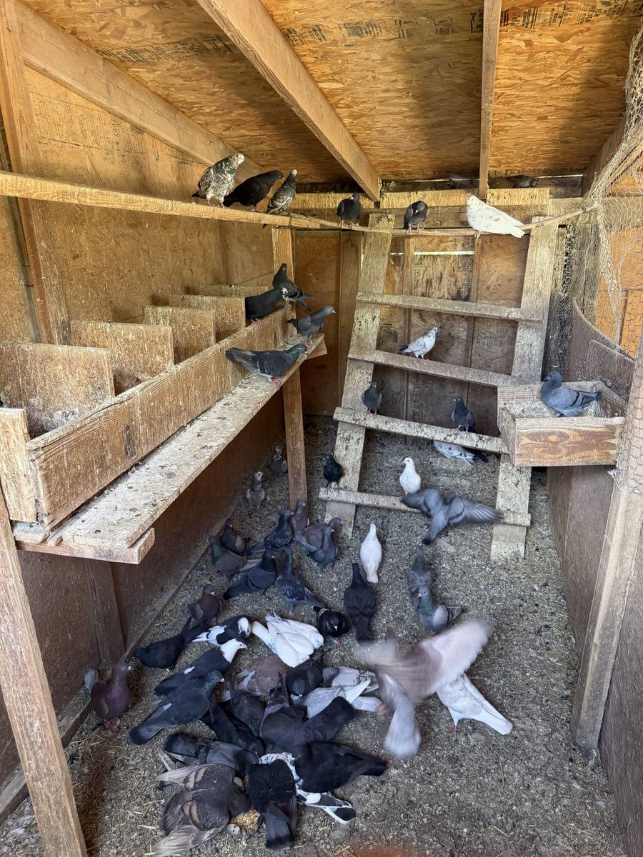 Pigeons