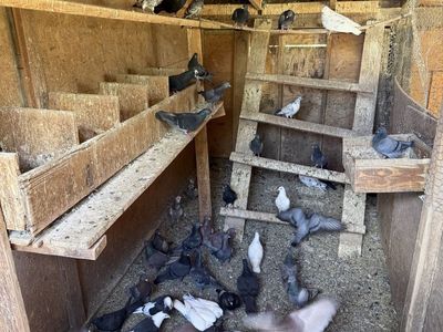 Pigeons