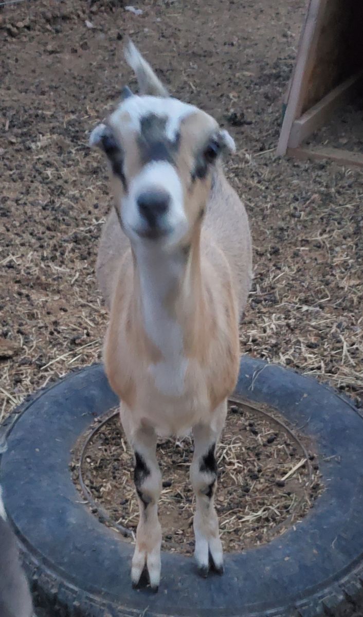 Alpine × Lamancha goat doelings