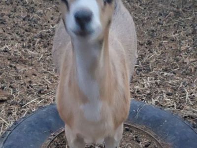 Alpine × Lamancha goat doelings