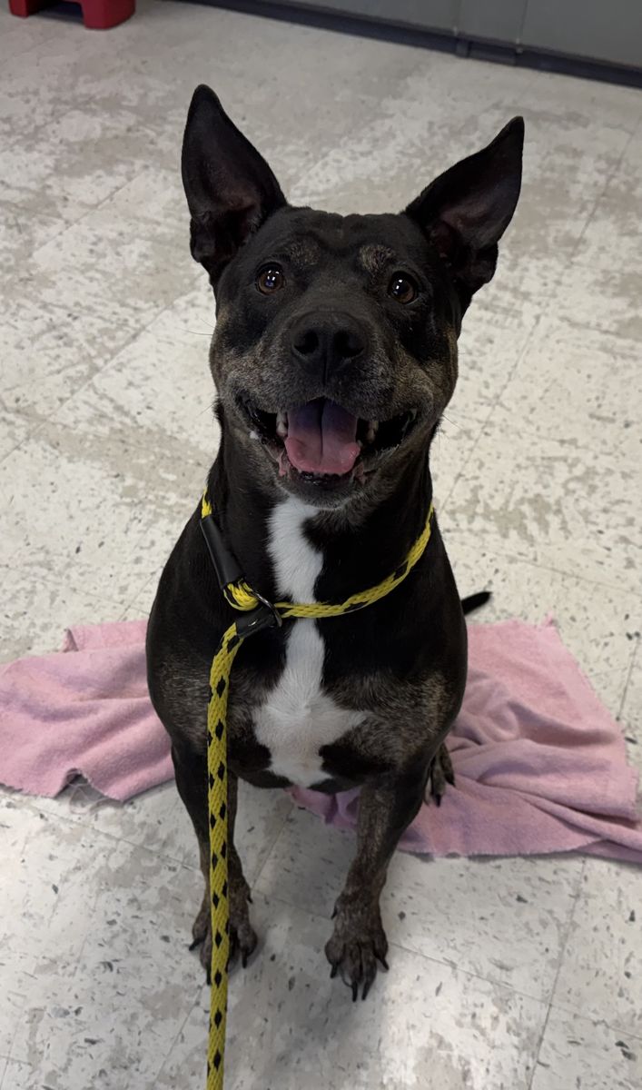 A109583 Bonnie is Available for Adoption!