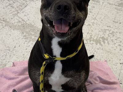 A109583 Bonnie is Available for Adoption!