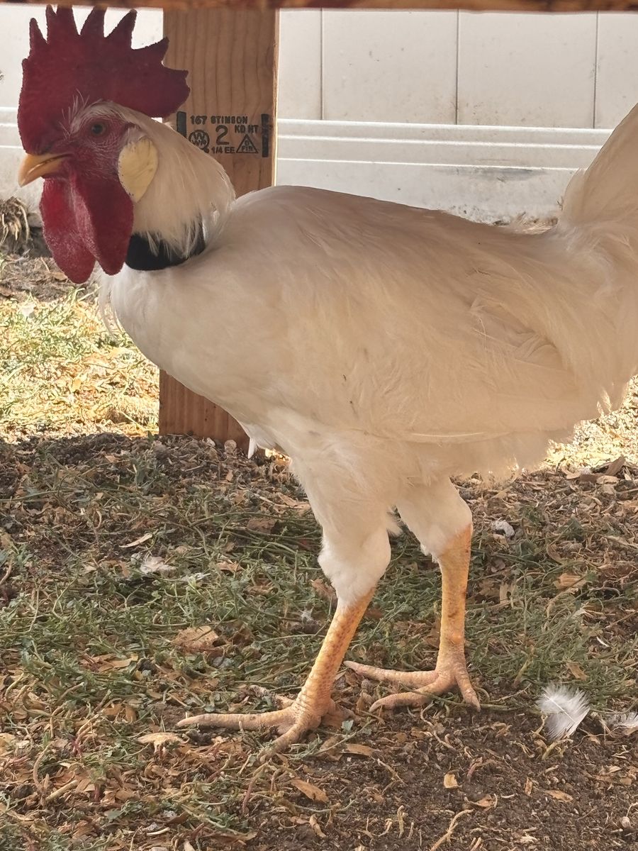 White Rooster with No-Crow Collar - Healthy Adult Poultry not even 6 months old