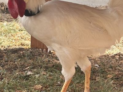White Rooster with No-Crow Collar - Healthy Adult Poultry not even 6 months old