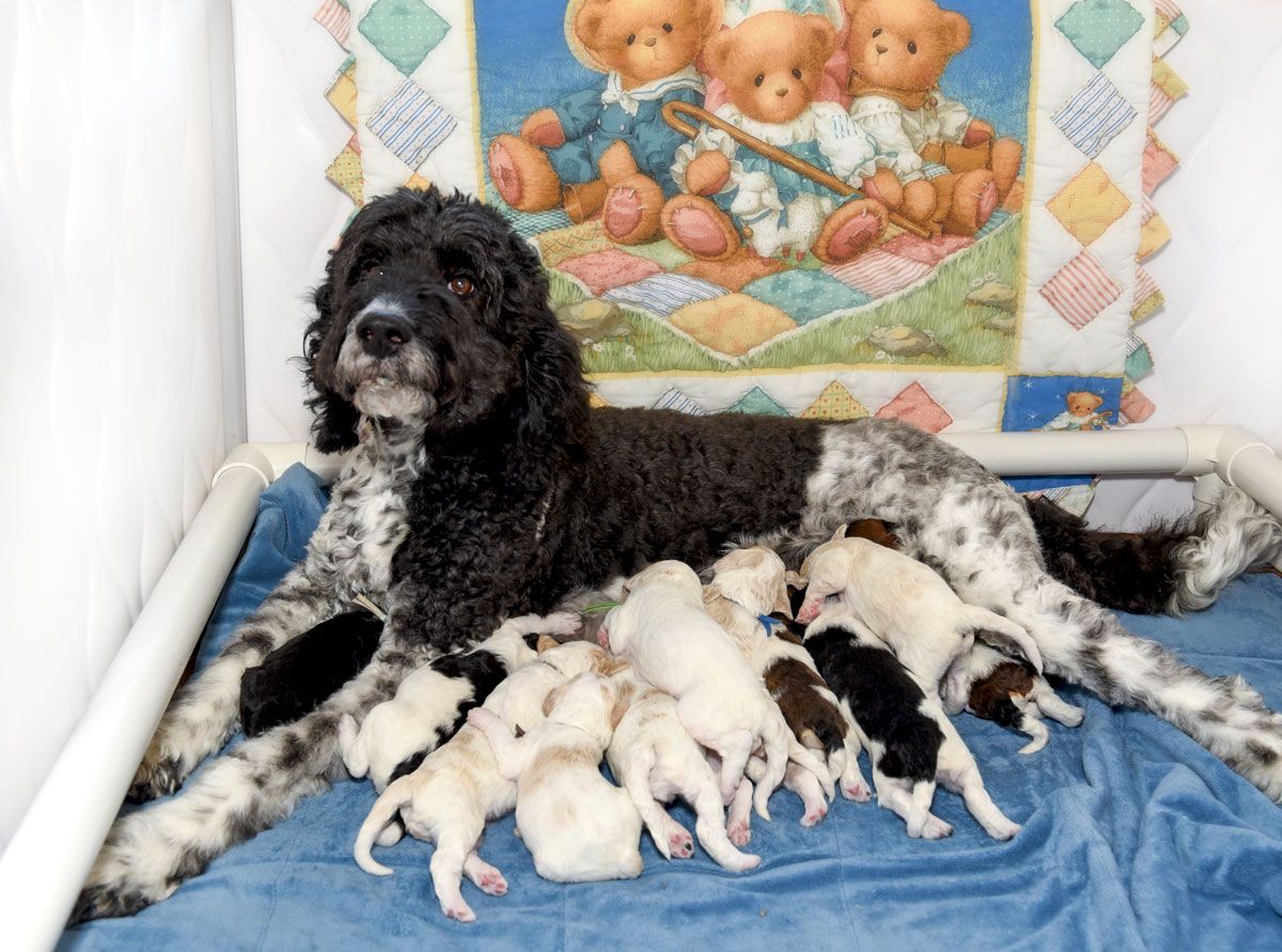 Multi-Gen Goldendoodles