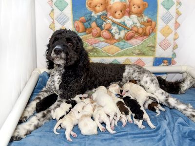 Multi-Gen Goldendoodles