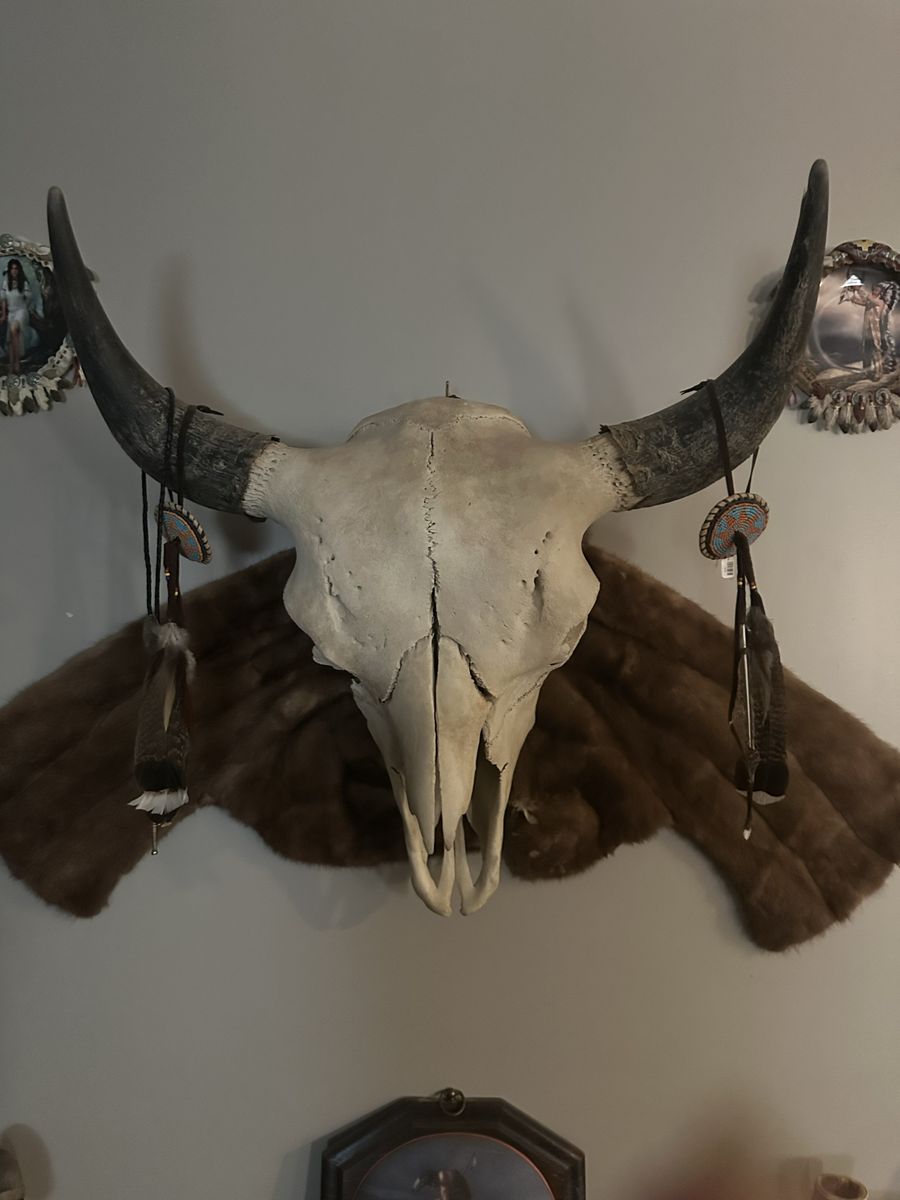 Authentic Indian buffalo skull