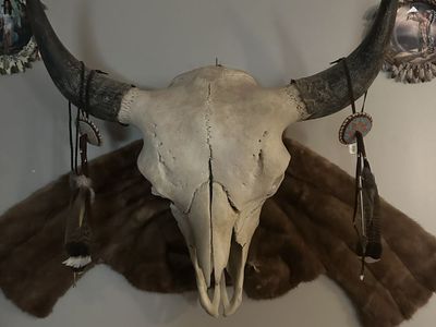 Authentic Indian buffalo skull