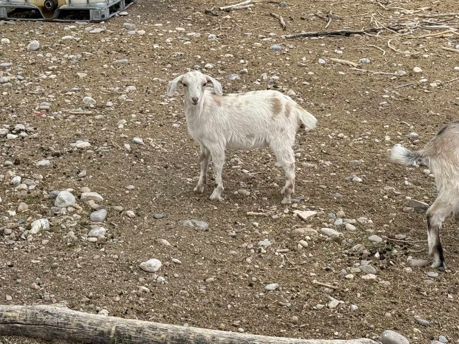 2 month old Nubian doeling
