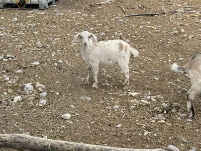 2 month old Nubian doeling