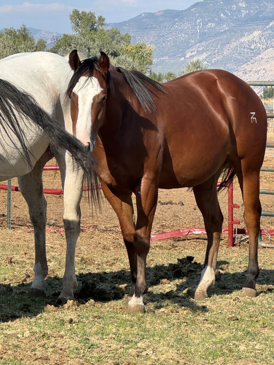 3yr old mare