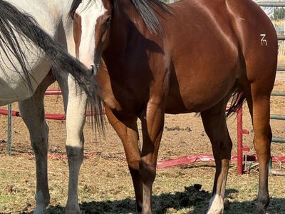 3yr old mare