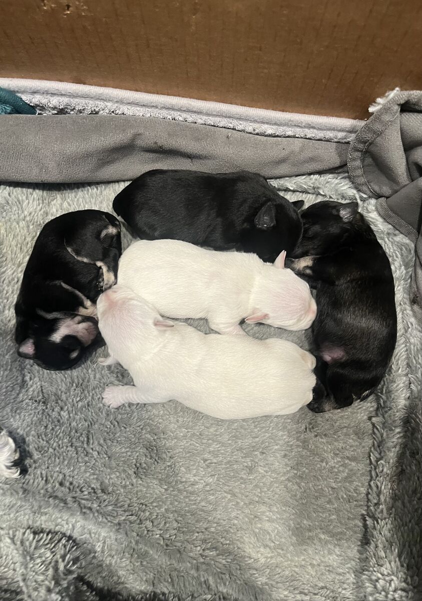 Purebred AKC Mini Schnauzers