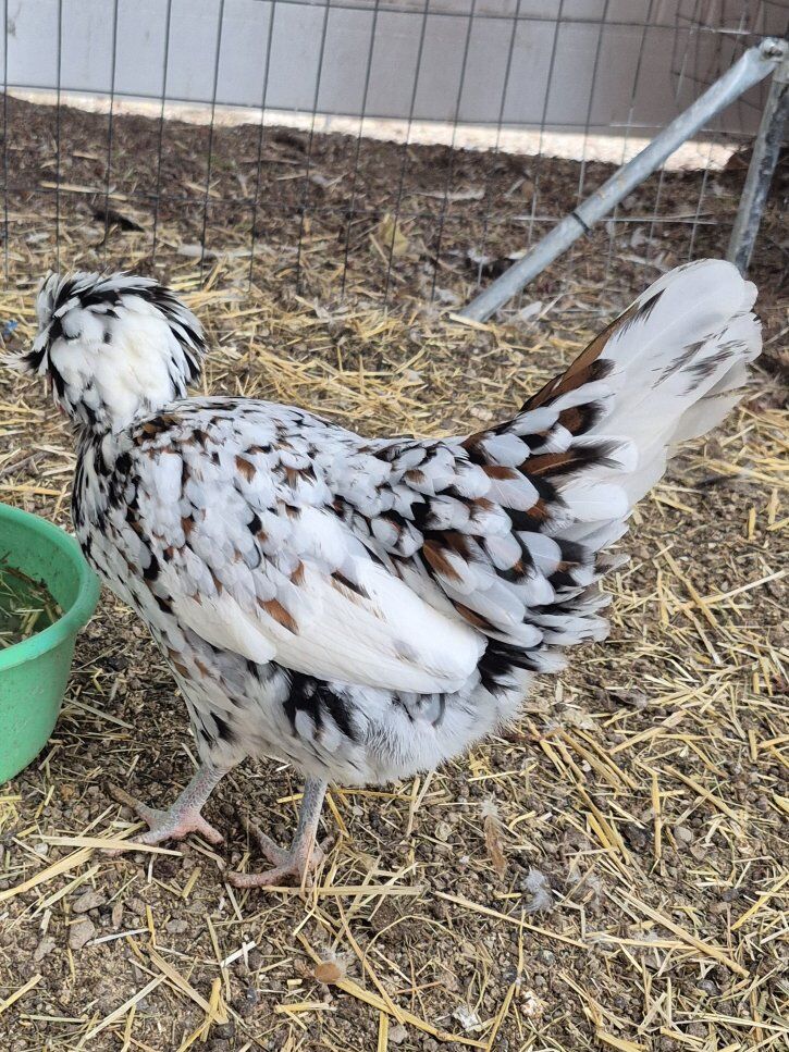 Breeding Trio Bantam Polish (2 hens + 1 rooster)