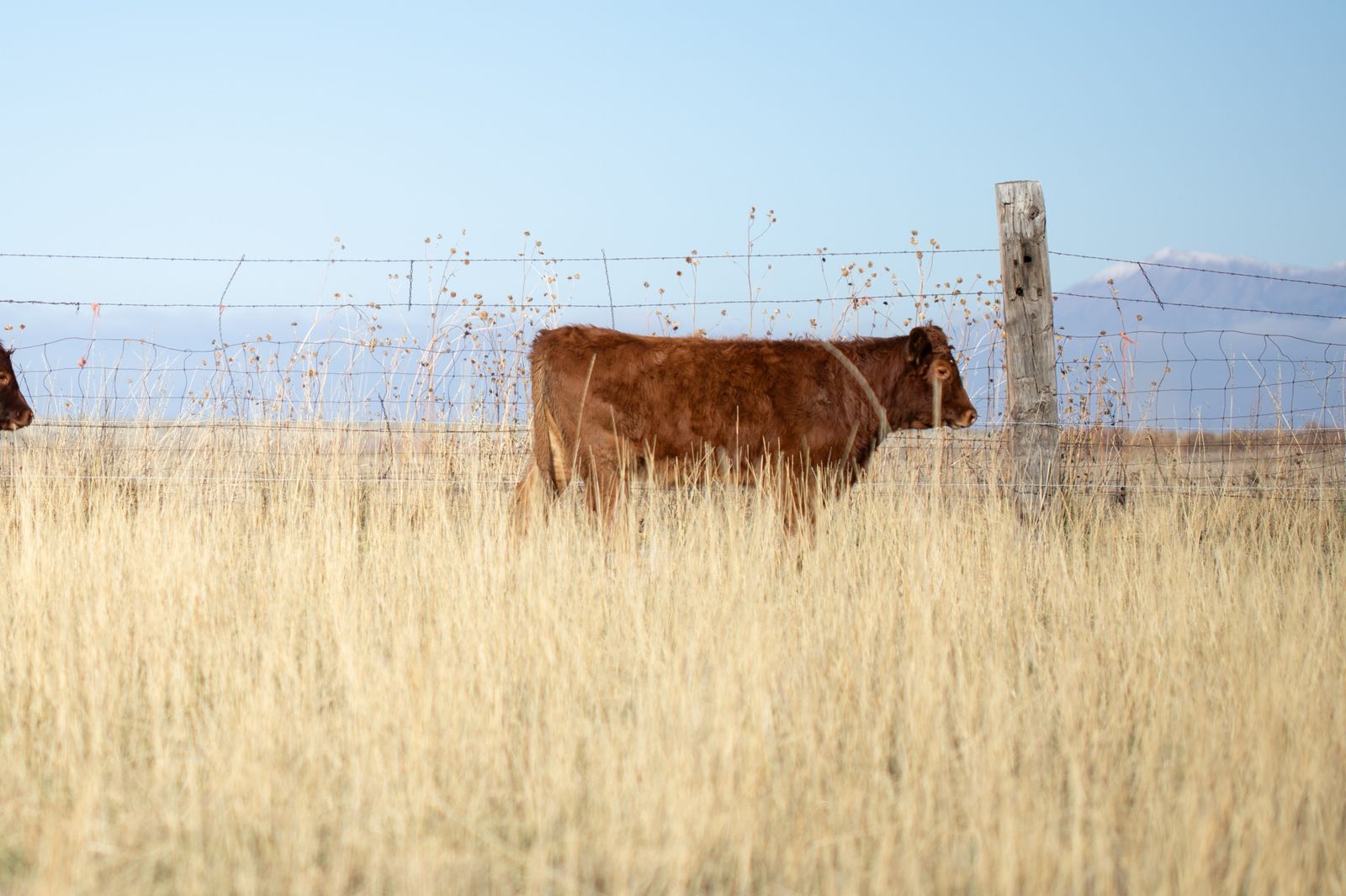 Bred Heifer