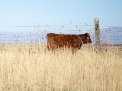 Bred Heifer