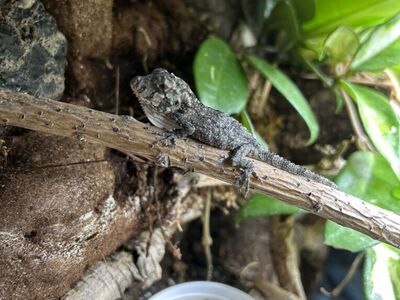 Baby Cuban False Chameleons