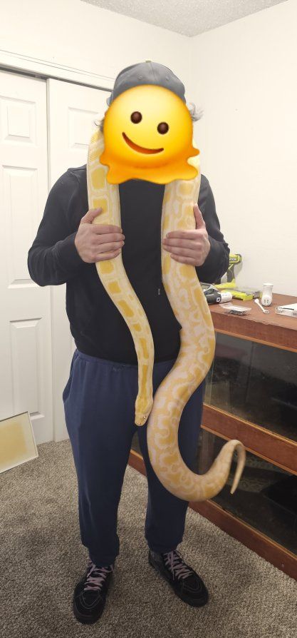 Female Albino Burmese