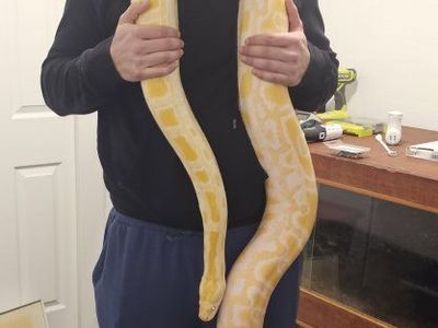 Female Albino Burmese