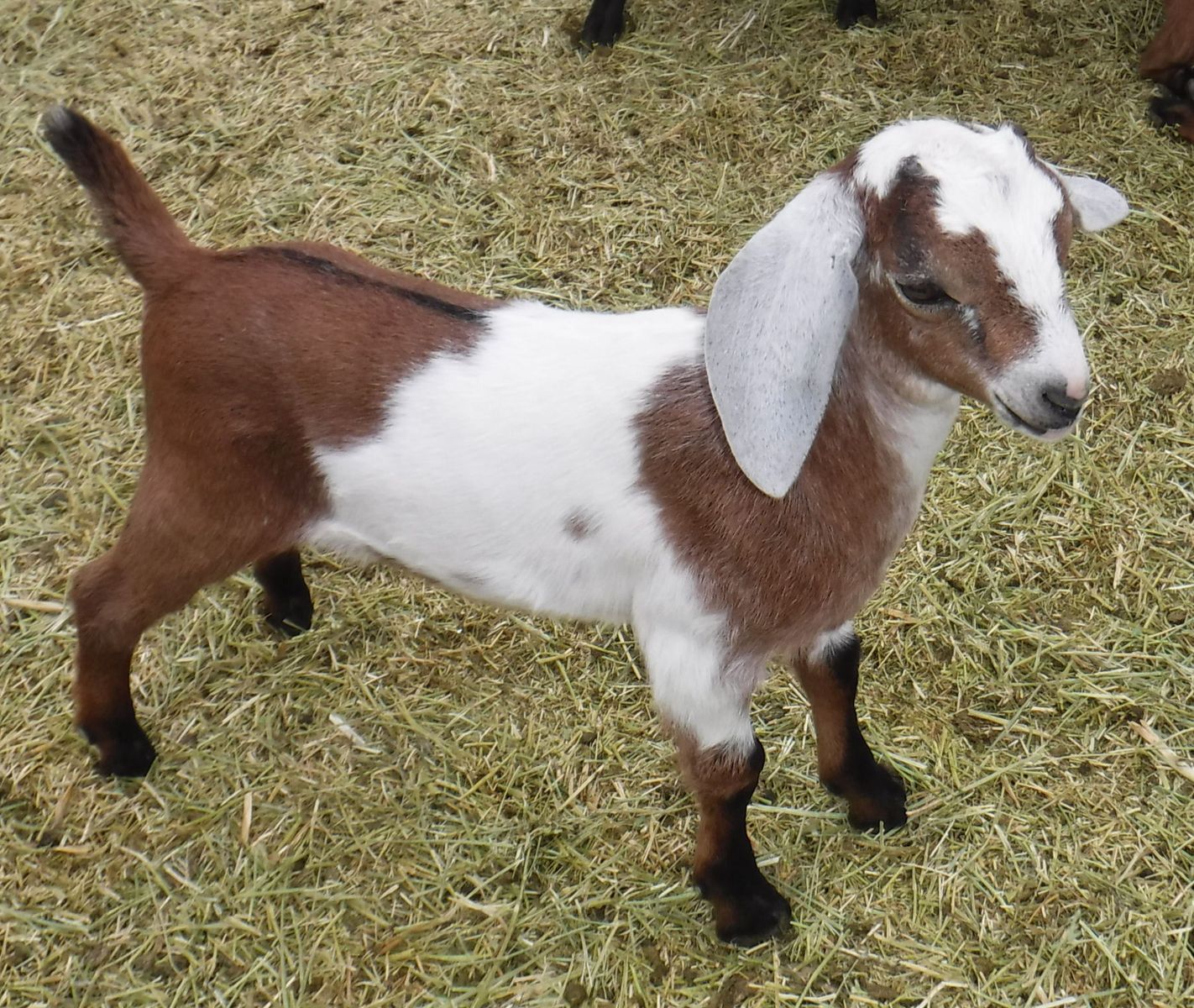 Nubian / Alpine bottle baby buckling goat $100