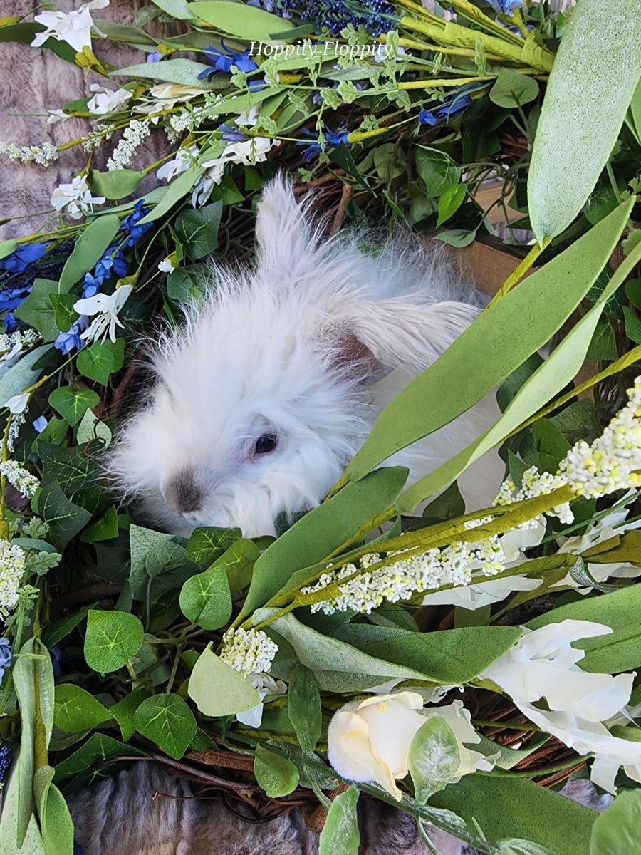 Lilac Ermine English Angora Buck