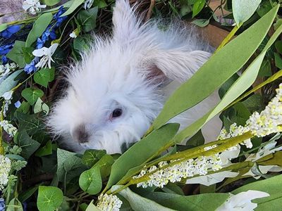 Lilac Ermine English Angora Buck
