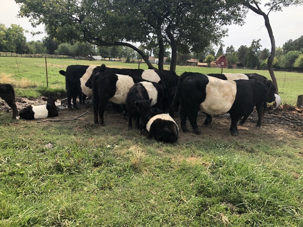 Belted Galloway Oreo Cows