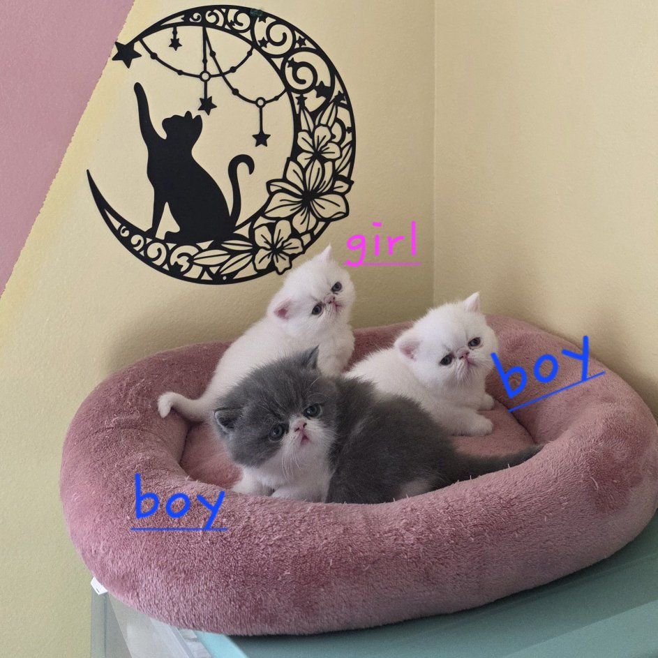 Purebred Persian kittens (5 weeks old)