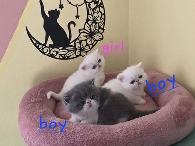 Purebred Persian kittens (5 weeks old)