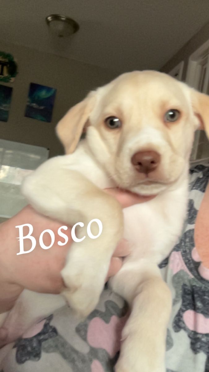 Bosco: Male Lab Border Collie Husky Mix Puppy - Crate Trained, Great with Kids & Dogs