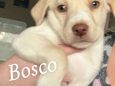 Bosco: Male Lab Border Collie Husky Mix Puppy - Crate Trained, Great with Kids & Dogs