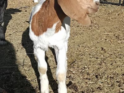 sale/trade Fullblood ABGA Boer buckling