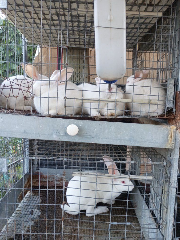 White New Zealand and mix Rabbits