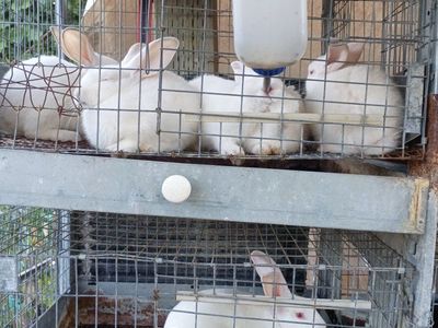 White New Zealand and mix Rabbits