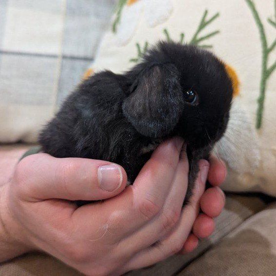 Tiniest Pedigreed Holland Lops