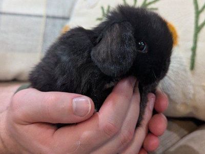 Tiniest Pedigreed Holland Lops