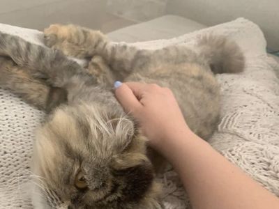 3 year old female Persian