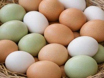 Farm Fresh Eggs - Mixed colors