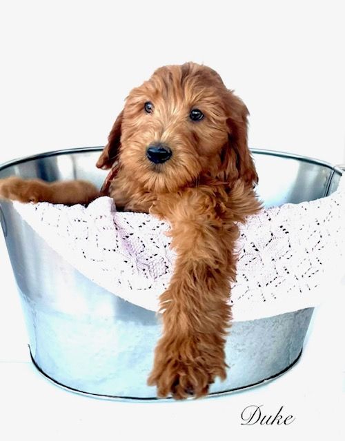 Exceptional Deep Red Mini Goldendoodle (F1B) Puppies