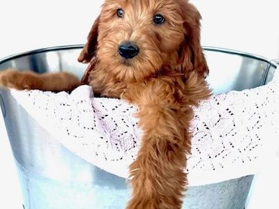 Exceptional Deep Red Mini Goldendoodle (F1B) Puppies