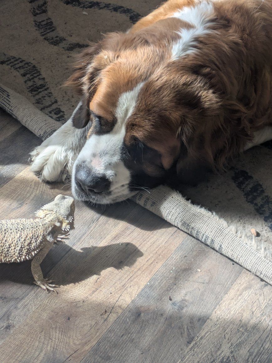 missing saint bernard