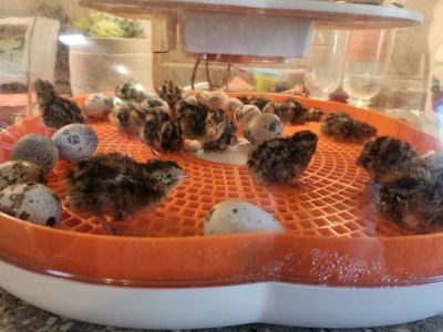 Quail, week old Chicks