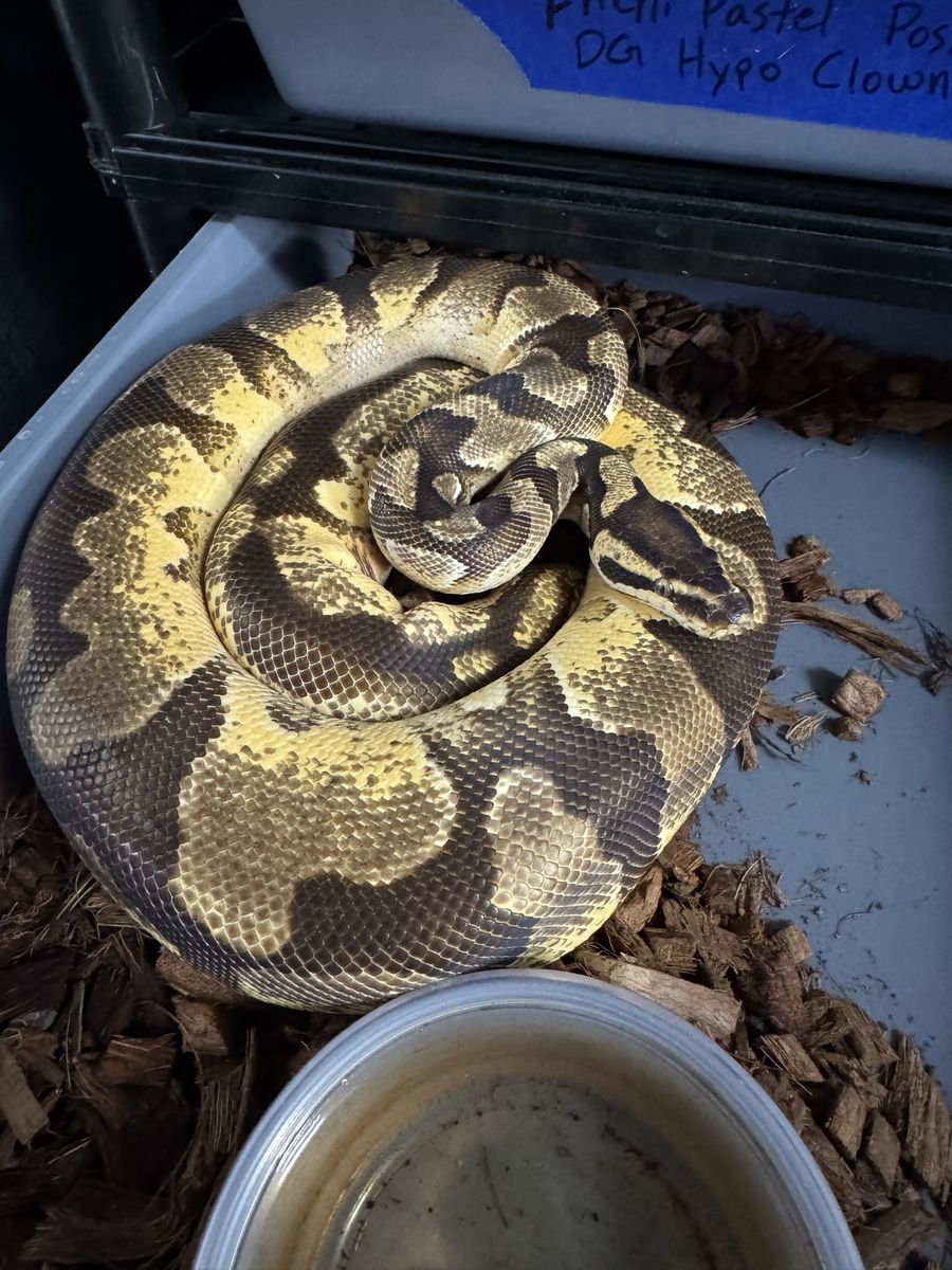 2022 Female Ball Python