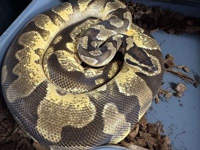 2022 Female Ball Python
