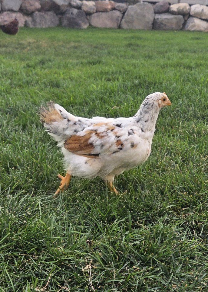 3 Aloha Pullets